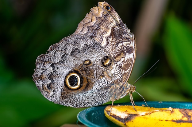 Capture d'écran d'un papillon assis sur une banane et la mangeant