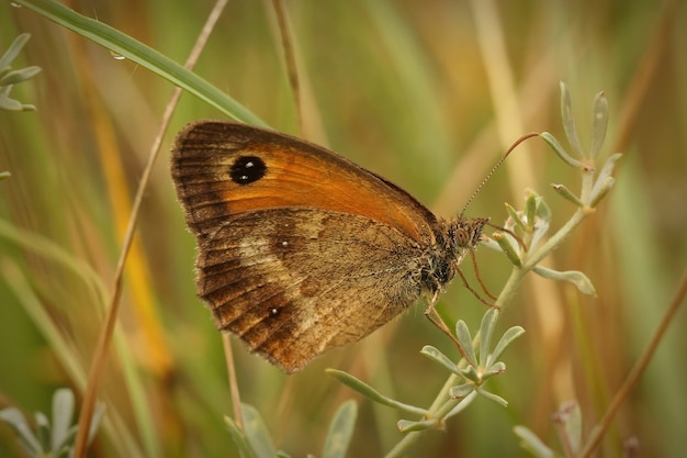 Capture d'écran d'un papillon gardien perché sur une plante