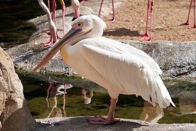 Capture d'écran d'un pélican commun dans un zoo