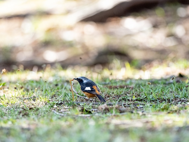 Capture d'écran d'une Pie-grièche migratrice sur l'herbe