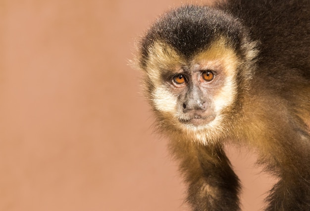 Capture d'écran d'un singe capucin mignon