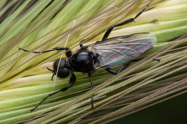 Capture d'écran d'un taon sur une plante verte