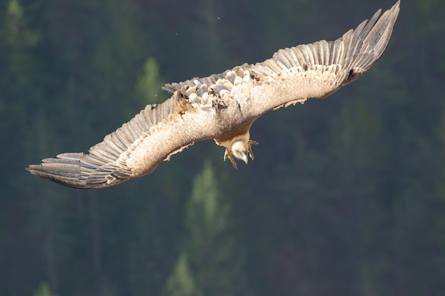 Capture d'écran d'un vautour fauve volant dans le ciel