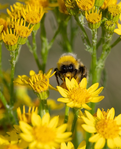 Capture macro abstraite de fleurs de ragwort jaune avec des bourdons à la recherche de nectar