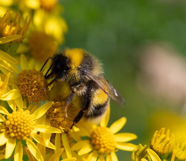 Capture macro abstraite de fleurs de ragwort jaune avec des bourdons à la recherche de nectar