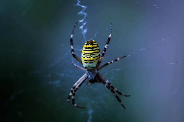 Capture macro d'une araignée sur une toile