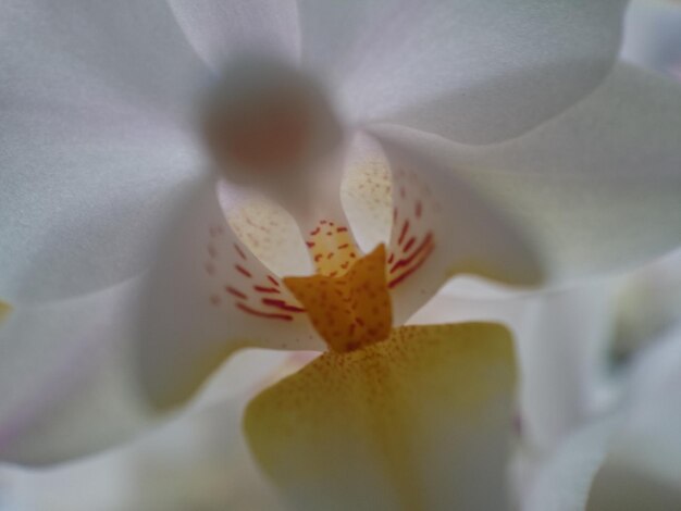 Capture macro de la fleur