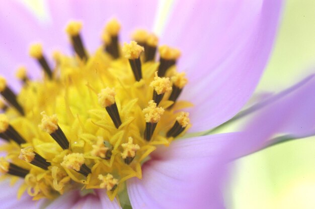 Photo capture macro de la fleur
