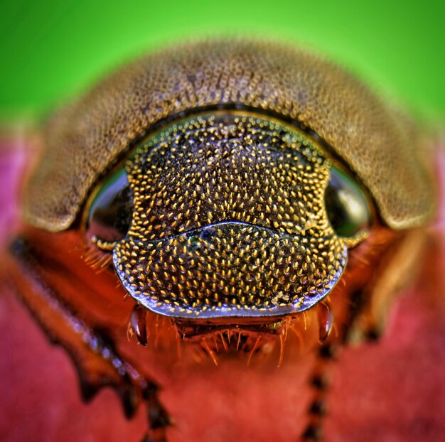 Capture macro d'un insecte sur une fleur