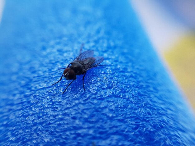 Photo capture macro de la mouche domestique