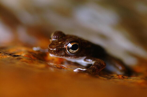 Photo capture macro de la tortue