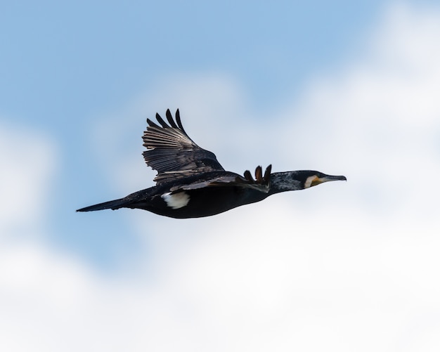 Capture de mise au point sélective d'un grand cormoran en vol