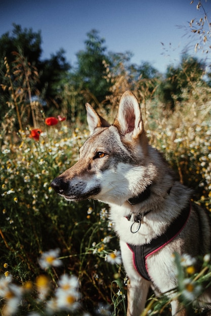 Capture de mise au point sélective verticale d'un chien-loup debout dans la verdure