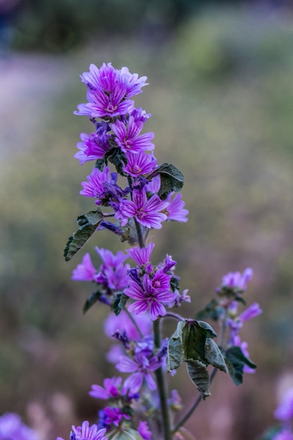 Capture de mise au point sélective verticale de fleurs violettes exotiques capturées dans une forêt