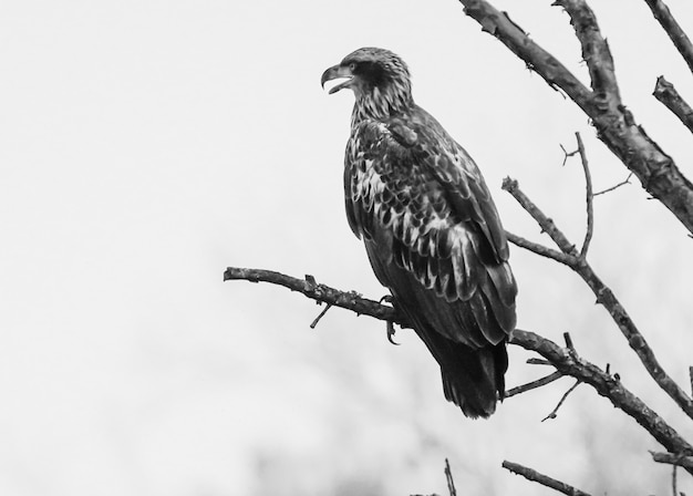 Capture en niveaux de gris d'un aigle perché sur une branche d'arbre