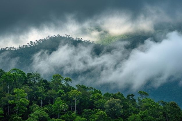 Photo capture de photos de la forêt tropicale à feuilles persistantes