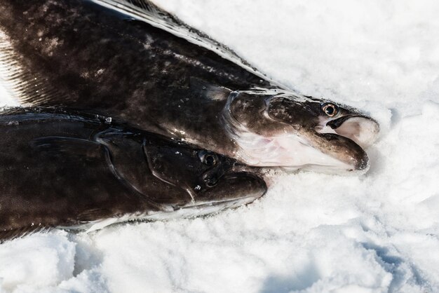 Photo capture de poissons après pêche sur glace au groenland