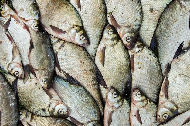 capture de poissons de rivière de l'éclat