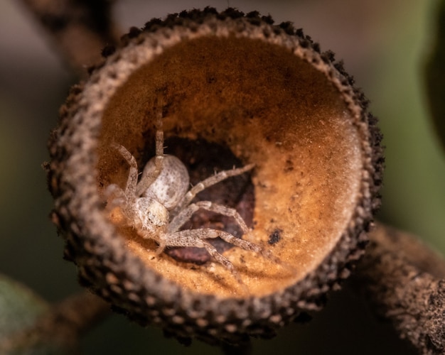 Capture sélective d'une araignée tarentule dans une coquille