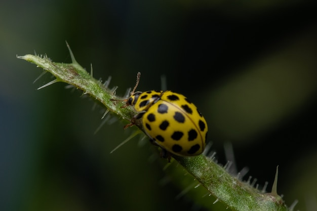 Capture sélective d'une coccinelle jaune sur une feuille épineuse