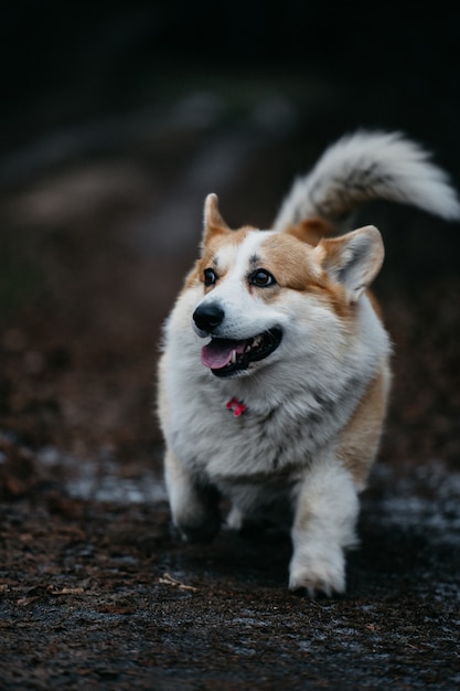 Capture Sélective De Corgi Gallois Pembroke Marchant Dans La Forêt