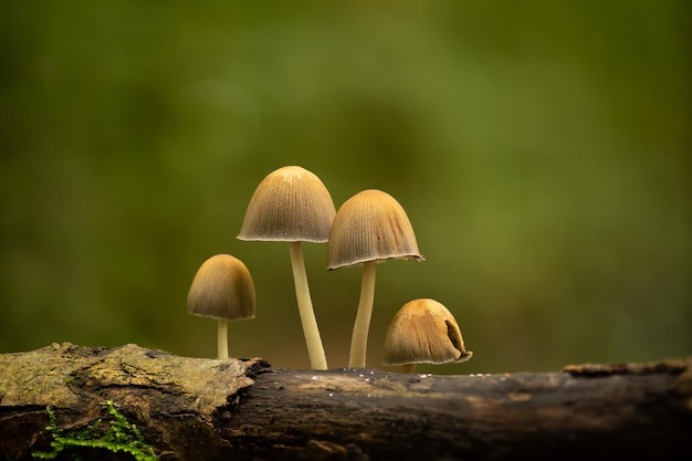 Capture sélective des minuscules champignons beiges cultivés sur une surface moussue