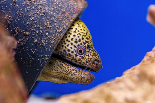 Capture sous-marine de poissons Gymnothorax favagineus