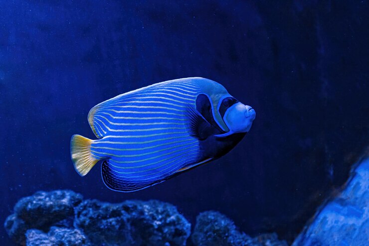 Photo capture sous-marine de poissons pomacanthus imperator