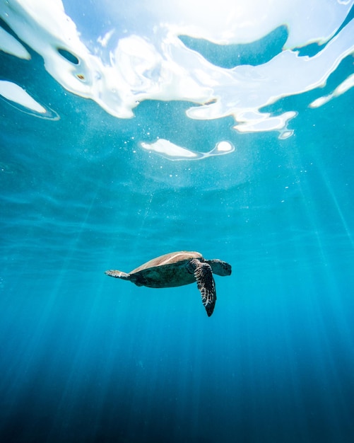 Capture verticale en angle bas d'une tortue nageant dans l'océan