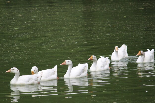 Capture verticale d'un canard colvert nageant à la surface de l'eau dans un étang