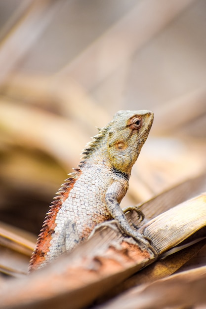 Capture verticale d'un lézard à l'extérieur pendant la journée