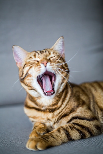 Capture verticale d'un mignon chat Bengal béant allongé sur un canapé avec un espace flou