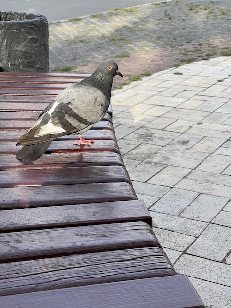 Capture verticale d'un pigeon sauvage assis sur un banc de la ville