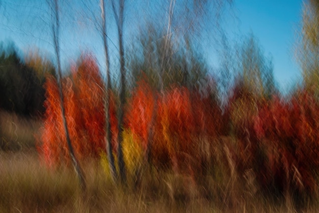 Photo capturez l'essence du printemps avec notre collection de prises de vue à longue exposition de l'arbre vibrant