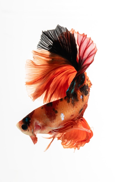 Capturez le moment émouvant du poisson de combat siamois orange isolé sur fond blanc Poisson betta demi-lune Fond d'écran de smartphone betta splendens de haute qualité