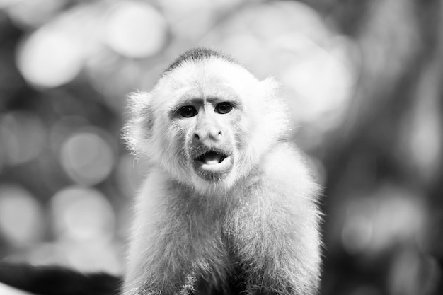 Capucin à fourrure de tête blanche Animal sauvage sur fond naturel flou Primate dans la jungle aux beaux jours Concept de la faune et de la nature Singe se reposant dans la forêt tropicale du Honduras