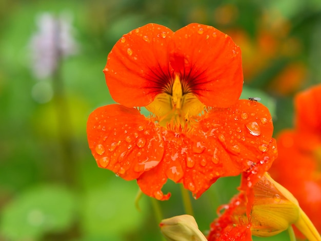 Capucine en orange sur le buisson avec des gouttes de rosée sur la fleur Épice pour salades