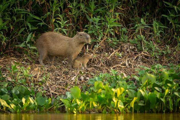 Photo capybara dans l'habitat naturel du nord du pantanal le plus grand rondent d'amérique sauvage de la faune sud-américaine beauté de la nature