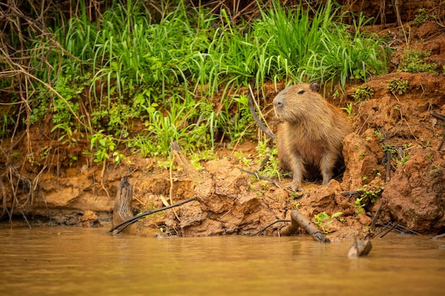 Photo capybara dans l'habitat naturel du nord du pantanal le plus grand rondent d'amérique sauvage de la faune sud-américaine beauté de la nature