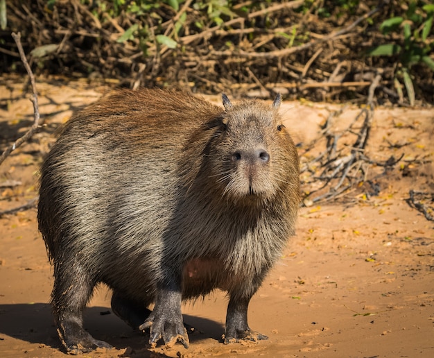 Photo capybara dans la nature