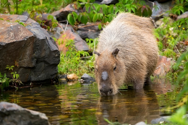 Capybara dans le ruisseau