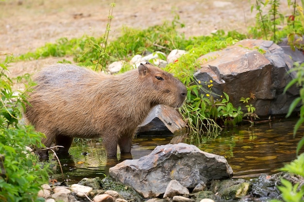 Capybara dans le ruisseau