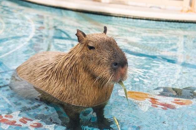 Le capybara est le plus grand rongeur de la piscine.