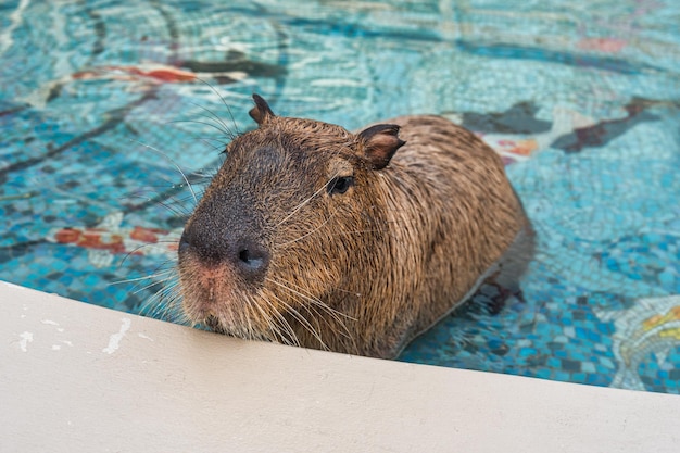 Le capybara est le plus grand rongeur de la piscine.