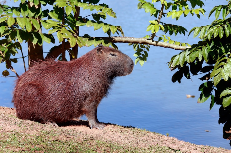 Photo capybara gros plan au bord de l'eau