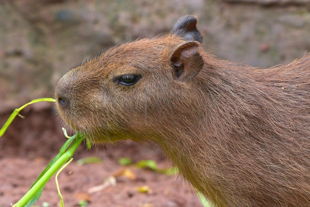 Capybara (Hydrochoerus hydrochaeris) est dans leur cage