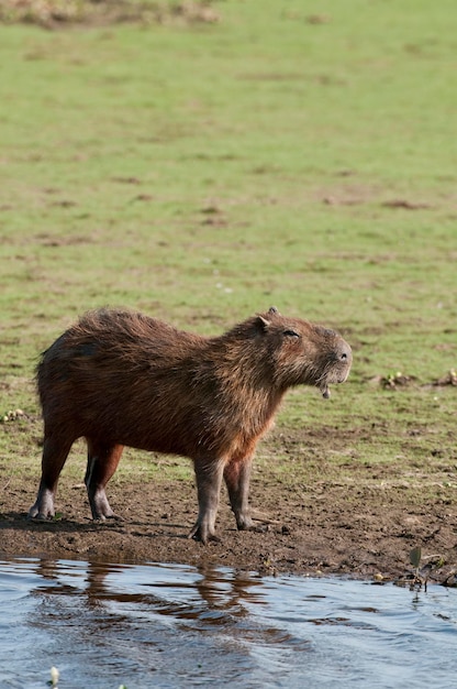 Capybara Hydrochoerus hydrochaeris Lo Llanos Venezuela Amérique du Sud