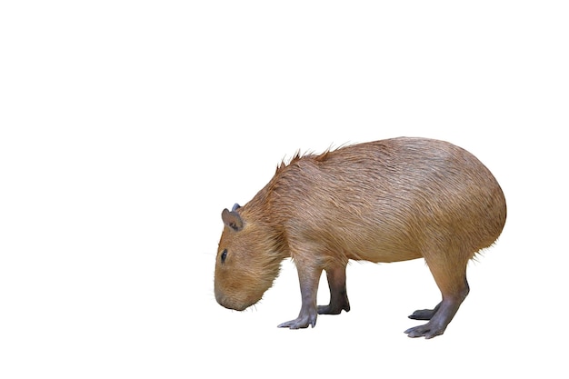 Capybara isolé sur fond blanc.