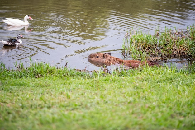 Capybara sur le lac avec des canards