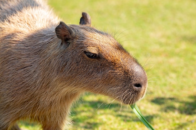 Le capybara mignon dans la ferme mange